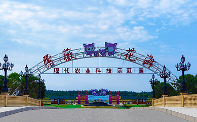 紫薇花海第 1 张图片