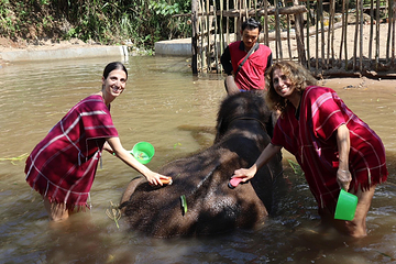 Bamboo Elephant Family Care第 1 张图片