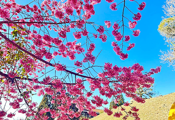 清境农场第 34 张图片