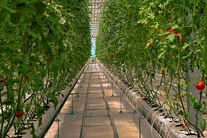 北国之春草莓博物馆