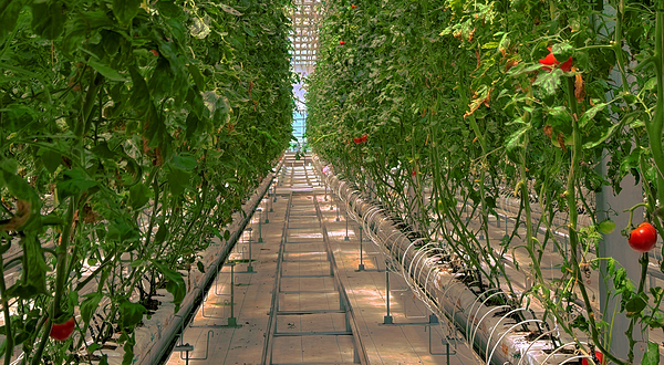 北国之春草莓博物馆