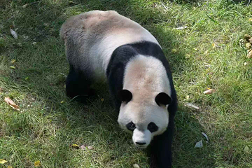 太阳岛大熊猫馆第 16 张图片
