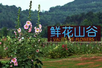 鲜花山谷第 1 张图片