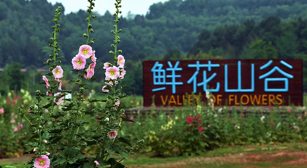 鲜花山谷
