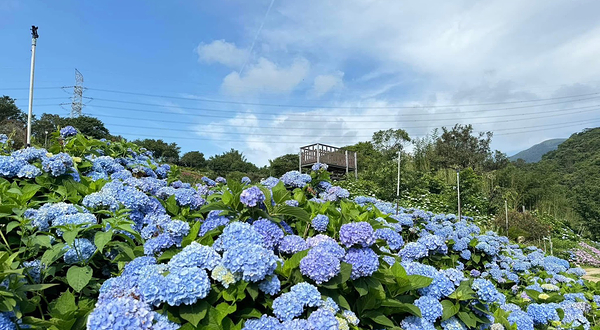 高家绣球花田万里第三园区
