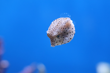 襄阳海洋世界第 68 张图片