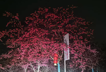 绛樱院第 16 张图片