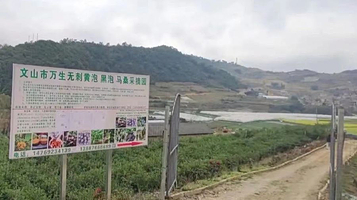 文山万生无刺黄泡生态园