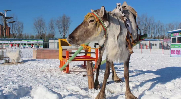 北海冰雪嘉年华