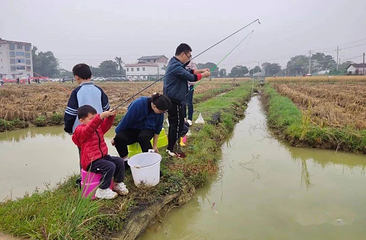 月季花海第 31 张图片