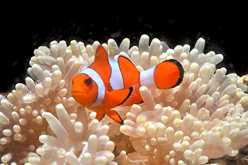 新江之岛水族馆第 13 张图片