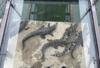 鳄珍鳄鱼园第 31 张图片