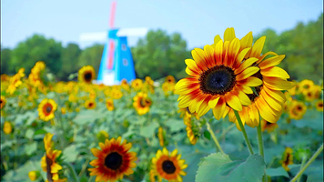 武汉农业集团郁金香主题公园