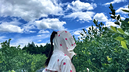 长白山星野蓝莓农场第 1 张图片