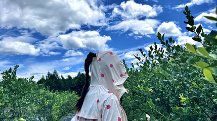 长白山星野蓝莓农场第 8 张图片