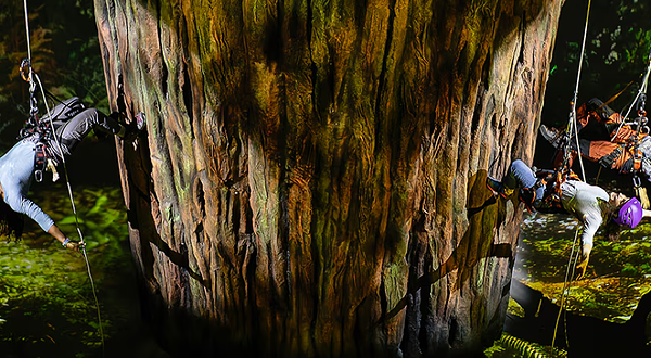 纽约百老汇《红木》