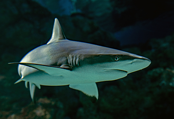凯恩斯水族馆第 33 张图片