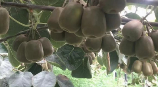 双胞胎樱桃采摘园