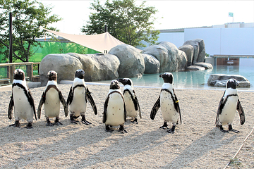 仙台海洋森林水族馆第 9 张图片
