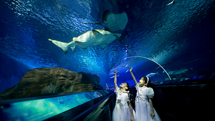 上海海洋水族馆第 10 张图片