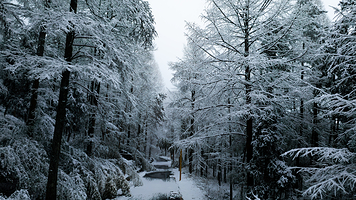 中国金钱松森林公园