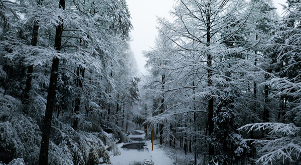 中国金钱松森林公园