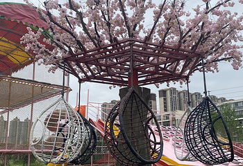 凤凰花语第 8 张图片