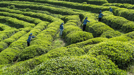 云峰山万亩茶园景区第 5 张图片