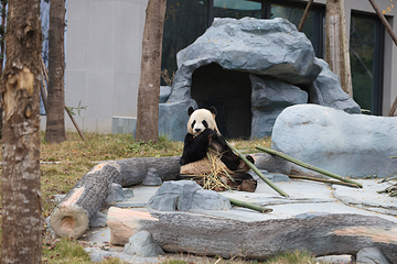 绵阳中华大熊猫苑第 3 张图片