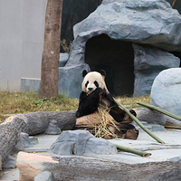 绵阳中华大熊猫苑