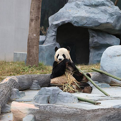 绵阳中华大熊猫苑