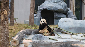 绵阳中华大熊猫苑