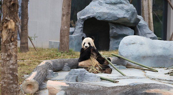 绵阳中华大熊猫苑