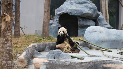 绵阳中华大熊猫苑第 5 张图片