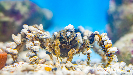 三亚亚特兰蒂斯失落的空间水族馆第 129 张图片