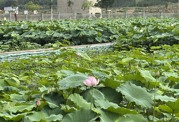 荷你藕遇第 31 张图片