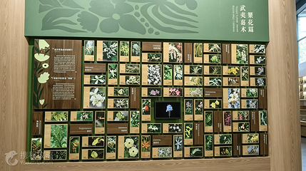 武夷山珍稀植物展示馆第 3 张图片