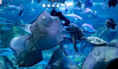 南京海底世界第 61 张图片