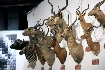 拾野自然博物馆第 4 张图片