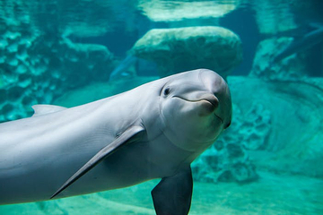 佐治亚水族馆第 10 张图片