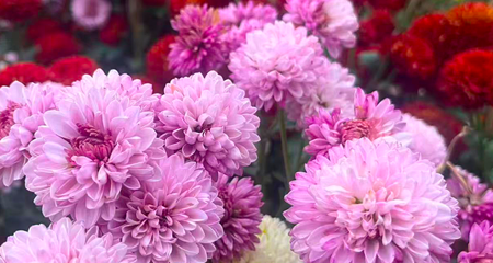 贡之源·花仙谷第 26 张图片