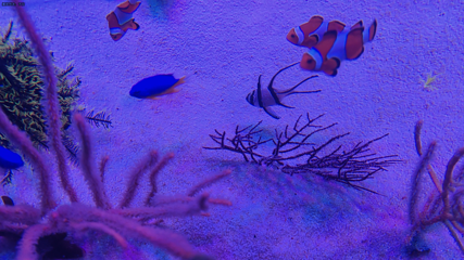 瓦晒湾海洋秘境第 42 张图片