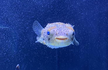 襄阳海洋世界第 48 张图片