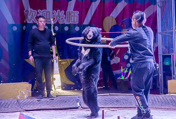 太阳岛马戏城第 11 张图片