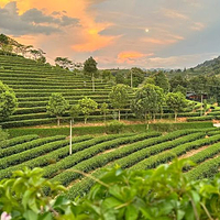 普洱银生茶庄园