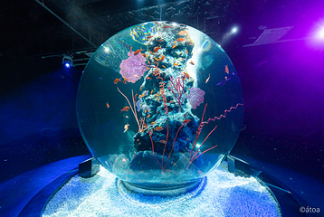 神户都市型水族馆 AQUARIUM×ART átoa第 31 张图片