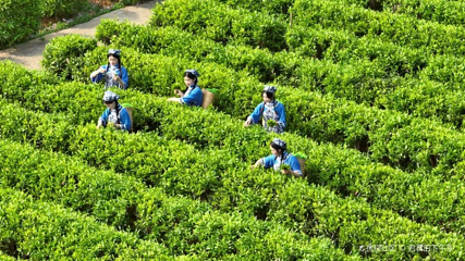 雁南飞茶田景区第 29 张图片