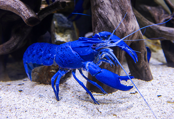 鸟羽水族馆第 13 张图片