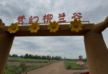 闫家岗稻田画第 18 张图片