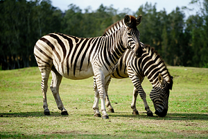 莫戈野生动物园